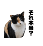 猫が喋れば幸せな日々 vol.1（個別スタンプ：34）