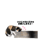猫が喋れば幸せな日々 vol.1（個別スタンプ：35）