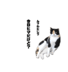 猫が喋れば幸せな日々 vol.1（個別スタンプ：36）
