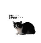猫が喋れば幸せな日々 vol.1（個別スタンプ：38）