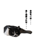 猫が喋れば幸せな日々 vol.1（個別スタンプ：39）