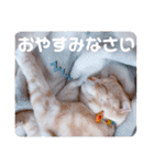 トト君メロちゃんスタンプ①（個別スタンプ：2）