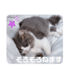 トト君メロちゃんスタンプ①（個別スタンプ：4）