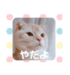トト君メロちゃんスタンプ①（個別スタンプ：8）