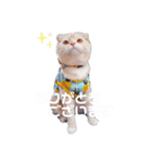 トト君メロちゃんスタンプ①（個別スタンプ：13）