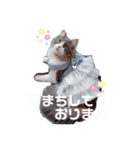 トト君メロちゃんスタンプ①（個別スタンプ：16）