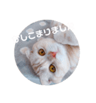 トト君メロちゃんスタンプ①（個別スタンプ：17）