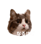 トト君メロちゃんスタンプ①（個別スタンプ：18）