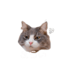 トト君メロちゃんスタンプ①（個別スタンプ：25）