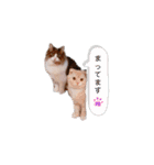 トト君メロちゃんスタンプ①（個別スタンプ：29）