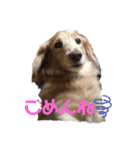 我が家からのワンコ！（個別スタンプ：4）