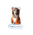 我が家からのワンコ！（個別スタンプ：5）