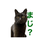 クロネコひじき（個別スタンプ：5）