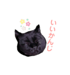 クロネコひじき（個別スタンプ：18）