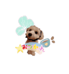 トイプー＆ビジョン☆日常スタンプ〜2〜（個別スタンプ：1）