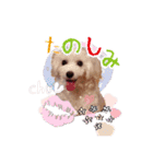 トイプー＆ビジョン☆日常スタンプ〜2〜（個別スタンプ：5）