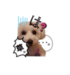 トイプー＆ビジョン☆日常スタンプ〜2〜（個別スタンプ：7）