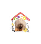 トイプー＆ビジョン☆日常スタンプ〜2〜（個別スタンプ：8）