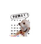 トイプー＆ビジョン☆日常スタンプ〜2〜（個別スタンプ：9）