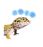 レオパのこはる❤︎（個別スタンプ：2）