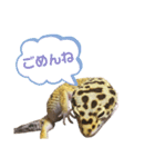 レオパのこはる❤︎（個別スタンプ：4）