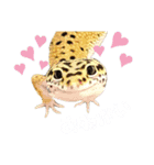 レオパのこはる❤︎（個別スタンプ：8）