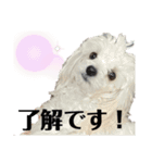 ハル＆モチャ-3（個別スタンプ：12）