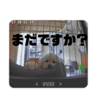 ハル＆モチャ-3（個別スタンプ：24）