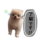 ポメラニアンのころすけpart2（個別スタンプ：3）