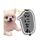 ポメラニアンのころすけpart2（個別スタンプ：5）