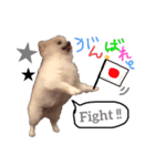 ポメラニアンのころすけpart2（個別スタンプ：9）
