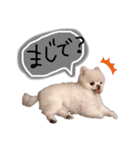 ポメラニアンのころすけpart2（個別スタンプ：10）