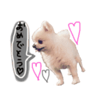 ポメラニアンのころすけpart2（個別スタンプ：20）