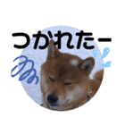 ふわふわカンタのすたんぷ（個別スタンプ：2）