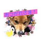 ふわふわカンタのすたんぷ（個別スタンプ：6）