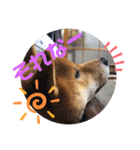 ふわふわカンタのすたんぷ（個別スタンプ：13）