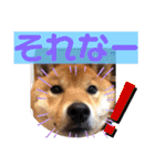 ふわふわカンタのすたんぷ（個別スタンプ：15）