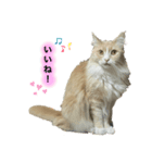 yurusutaanimal2（個別スタンプ：1）