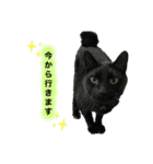 yurusutaanimal2（個別スタンプ：2）