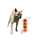 yurusutaanimal2（個別スタンプ：6）