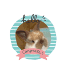 うさぎ好きのLINEスタンプ②（個別スタンプ：1）