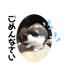 うさぎ好きのLINEスタンプ②（個別スタンプ：2）