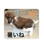 うさぎ好きのLINEスタンプ②（個別スタンプ：3）