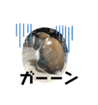 うさぎ好きのLINEスタンプ②（個別スタンプ：4）