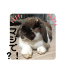 うさぎ好きのLINEスタンプ②（個別スタンプ：5）