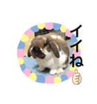 うさぎ好きのLINEスタンプ②（個別スタンプ：6）