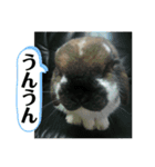 うさぎ好きのLINEスタンプ②（個別スタンプ：7）