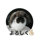 うさぎ好きのLINEスタンプ②（個別スタンプ：8）