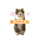 桜田さん家のねこ（個別スタンプ：2）