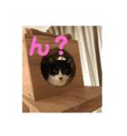 桜田さん家のねこ（個別スタンプ：4）